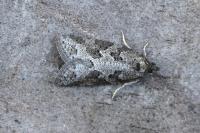 Cnephasia stephensiana