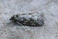 Cnephasia stephensiana