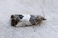 Spilonota ocellana