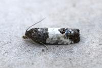 Spilonota ocellana