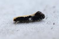 Monopis obviella