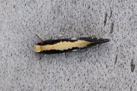 Monopis obviella