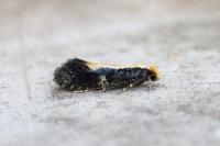 Monopis obviella