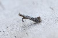 Parornix devoniella