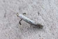 Parornix devoniella