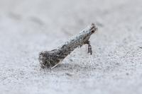 Parornix devoniella