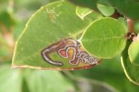 Bucculatrix alaternella