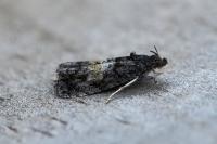 Endothenia nigricostana