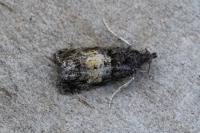 Endothenia nigricostana