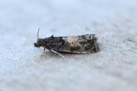 Endothenia nigricostana