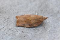 Pandemis heparana