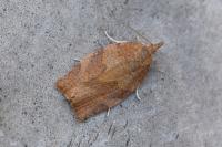Pandemis heparana