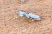 Bucculatrix frangutella