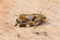 Archips xylosteana