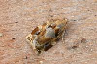 Archips xylosteana