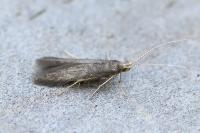 Coleophora serratella