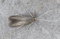 Coleophora serratella