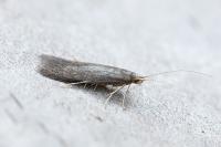 Coleophora serratella