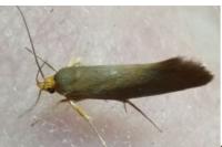 Crassa unitella