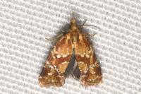 Aethes hartmanniana/piercei