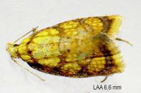 Acleris bergmanniana