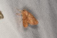 Apoda limacodes