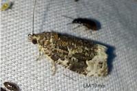 Apotomis betuletana