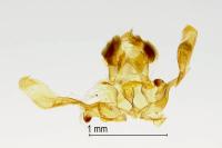 Apotomis betuletana