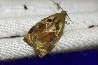 Archips crataegana
