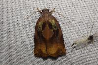 Archips podana