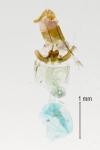 Celypha lacunana