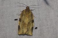 Choristoneura hebenstreitella