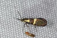 Dasycera oliviella