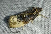 Hedya nubiferana