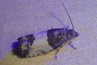 Spilonota ocellana