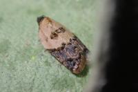 Acleris variegana