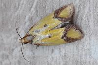 Agapeta zoegana