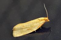 Clepsis pallidana