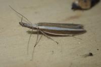 Pleurota aristella