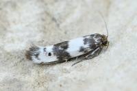 Enolmis acanthella
