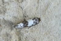 Enolmis acanthella