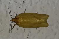 Clepsis pallidana