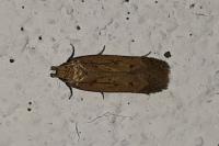 Bryotropha terrella