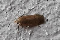 Bryotropha terrella