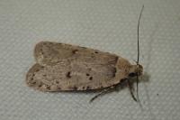Agonopterix gr. adspersella