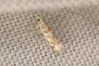 Gracillaria