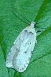 Agonopterix