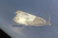 Notocelia cynosbatella