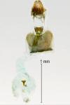 Notocelia cynosbatella