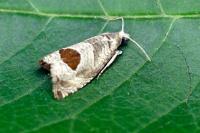 Notocelia uddmanniana